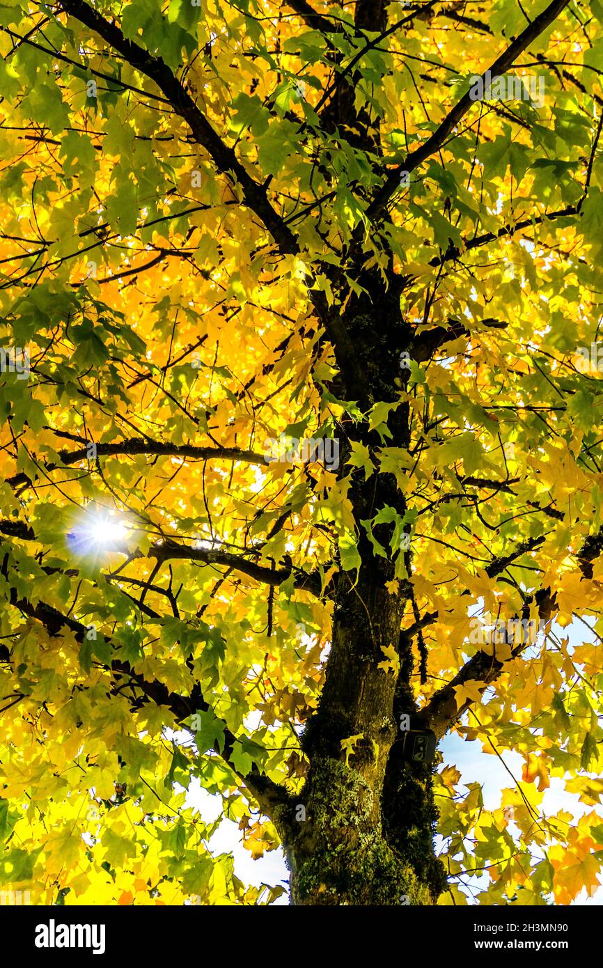 La lumière du soleil brille à travers les feuilles d'automne colorées à Burien, Washington. Banque D'Images