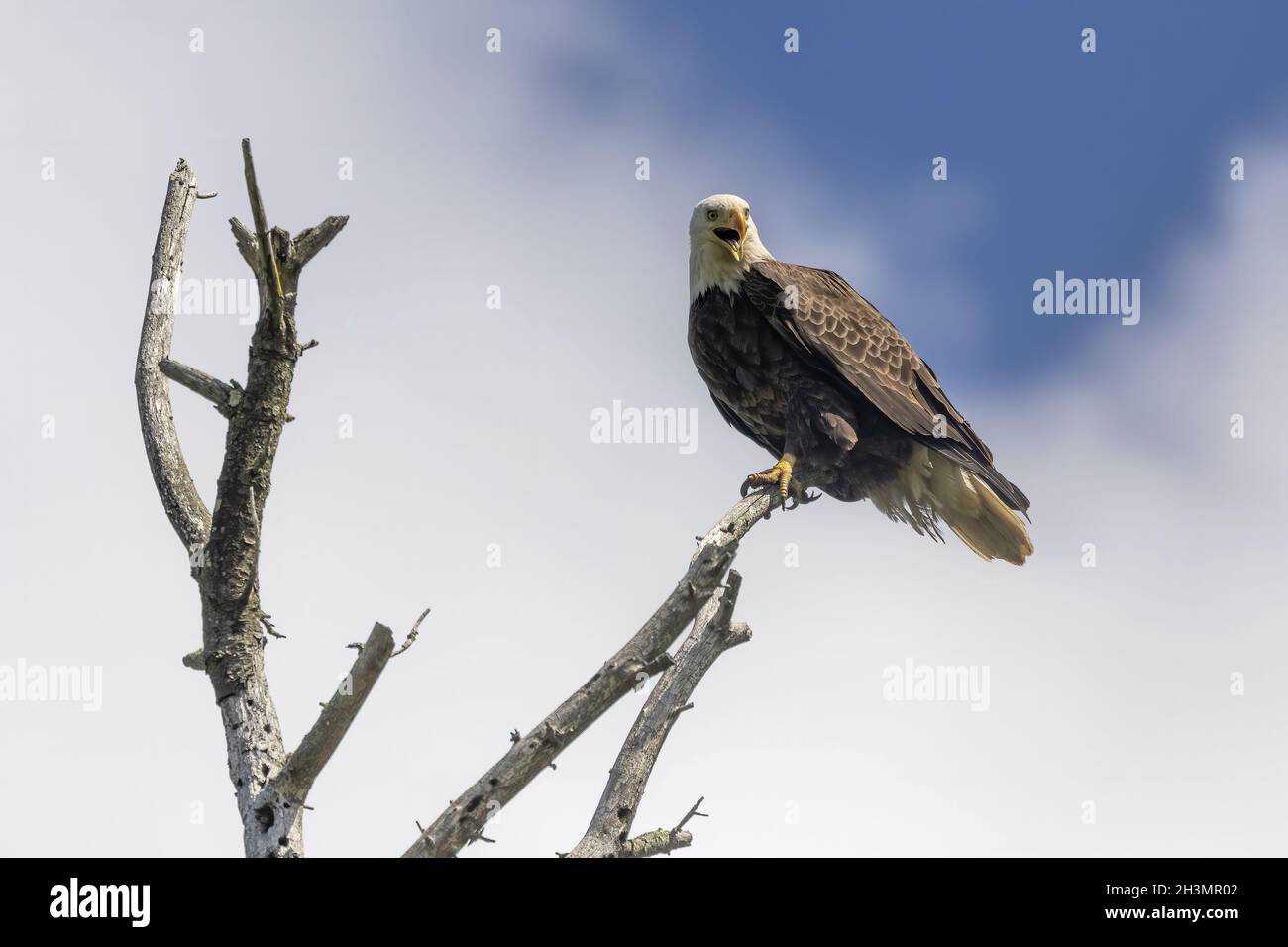 Aigle à tête blanche femelle assis près du nid Banque D'Images