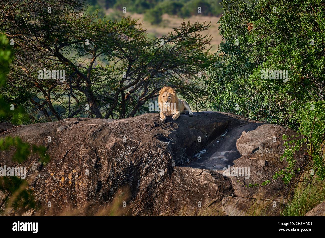 Grand lion mâle sur une colline, le Parc National du Serengeti, UNESCO World Heritage site, Tanzania, Africa Banque D'Images