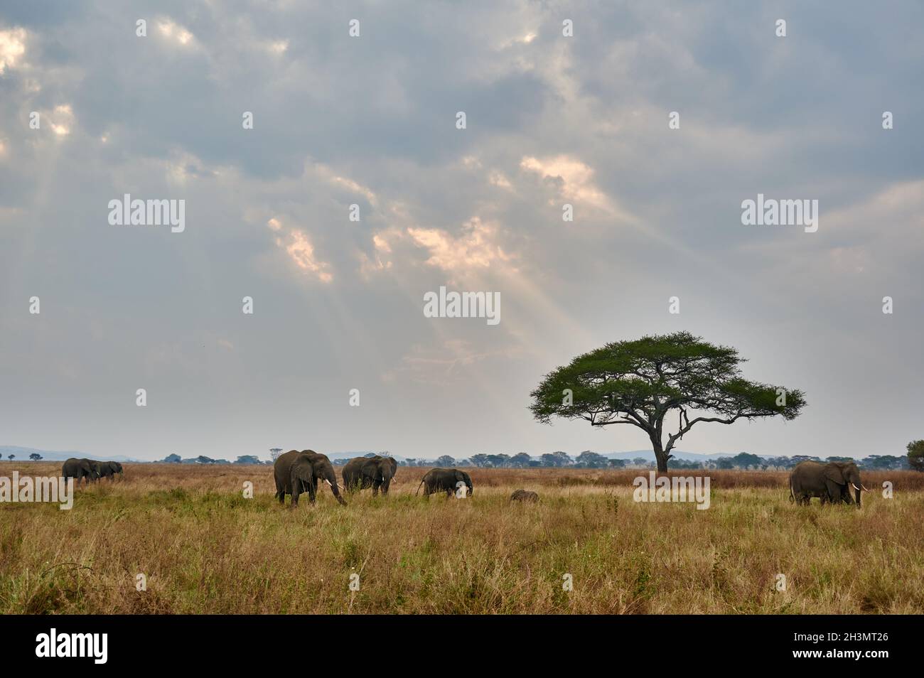 Paysage avec un troupeau d'éléphants d'Afrique (Loxodonta africana) et nuages avec des rayons du soleil, Parc national de Serengeti, Tanzanie, Afrique Banque D'Images