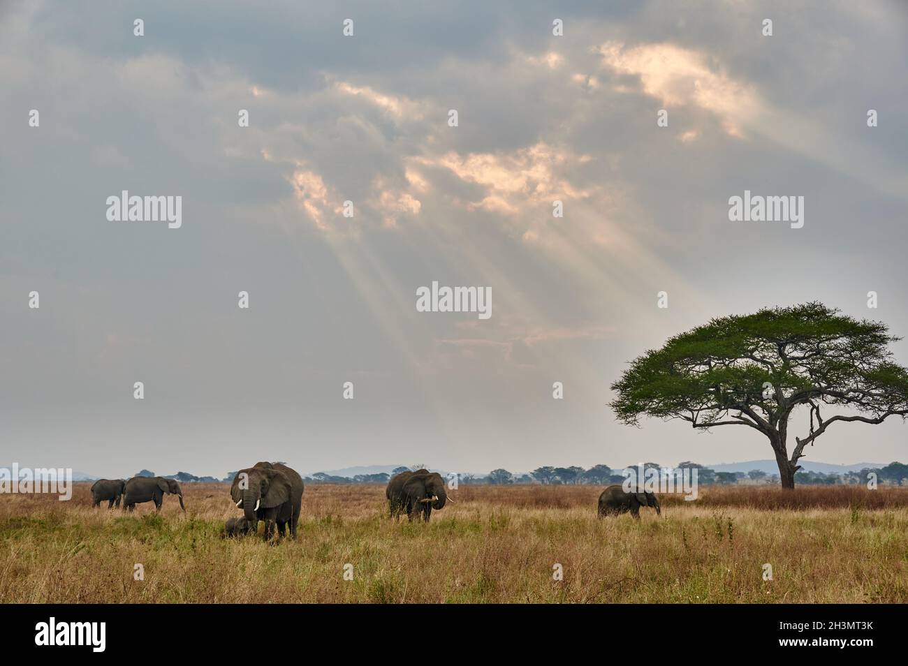 Paysage avec un troupeau d'éléphants d'Afrique (Loxodonta africana) et nuages avec des rayons du soleil, Parc national de Serengeti, Tanzanie, Afrique Banque D'Images