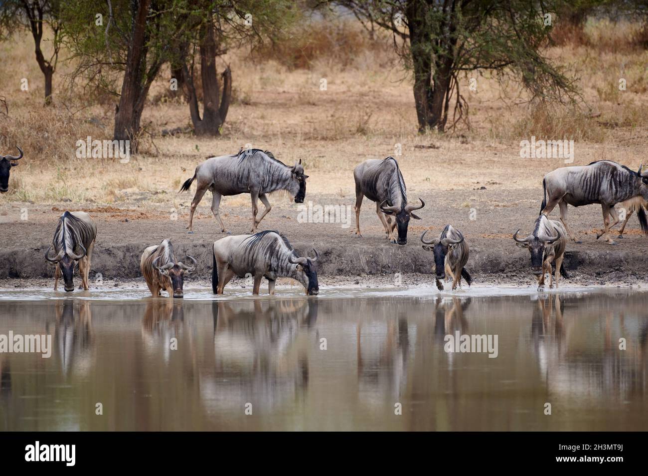 Troupeau des plus sauvages au trou d'eau, Parc national de Tarangire, Tanzanie, Afrique Banque D'Images
