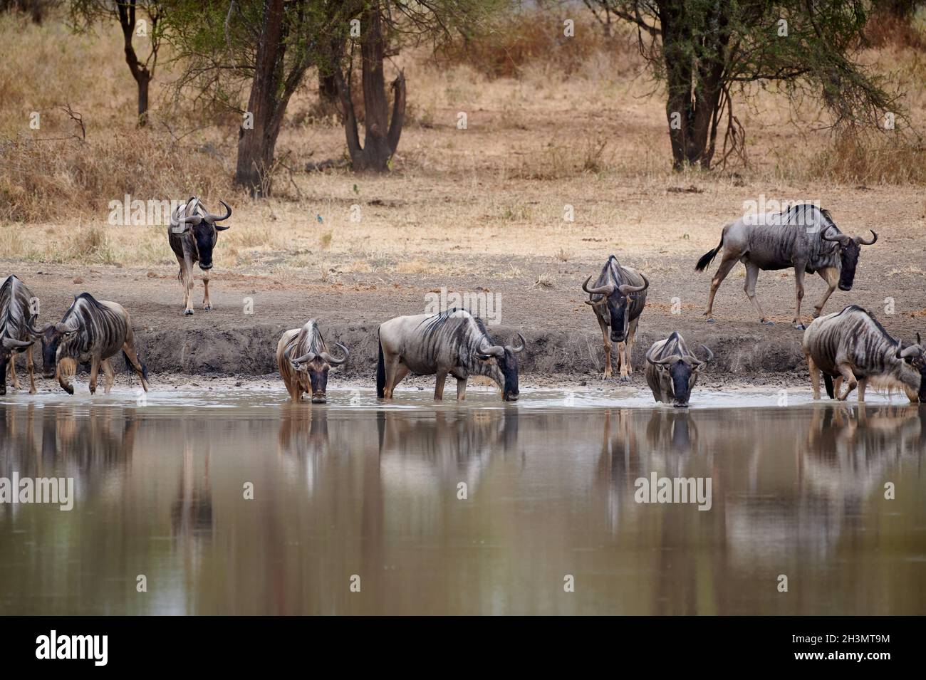 Troupeau des plus sauvages au trou d'eau, Parc national de Tarangire, Tanzanie, Afrique Banque D'Images