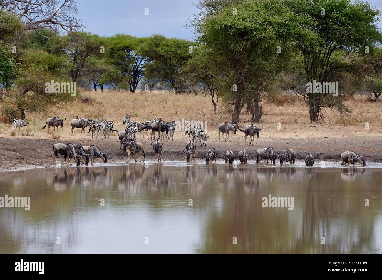Troupeau de zébrures et de plaines les plus sauvages (Equus quagga) au trou d'eau, Parc national de Tarangire, Tanzanie, Afrique Banque D'Images