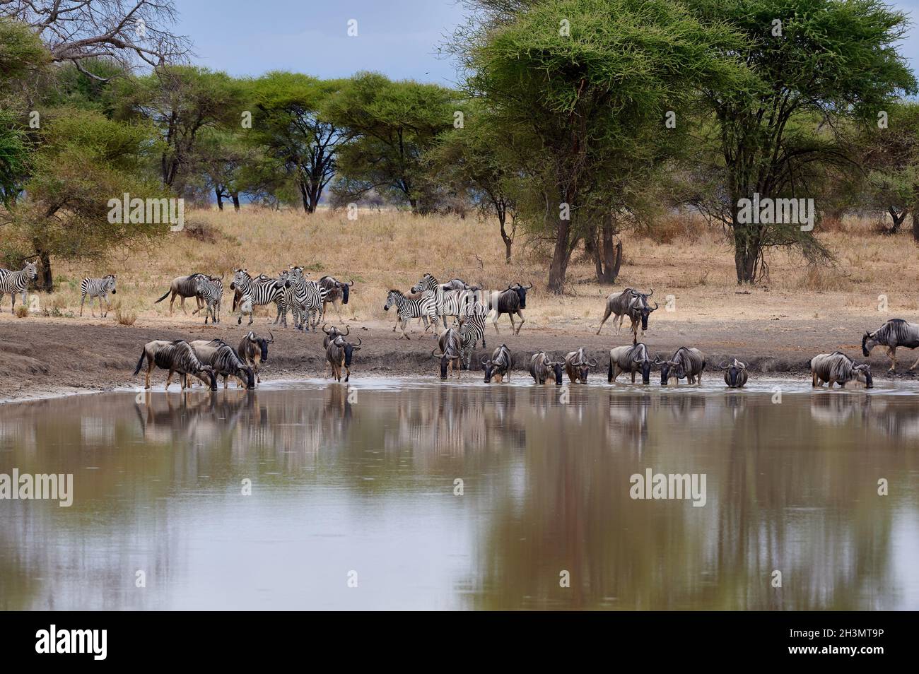 Troupeau de zébrures et de plaines les plus sauvages (Equus quagga) au trou d'eau, Parc national de Tarangire, Tanzanie, Afrique Banque D'Images