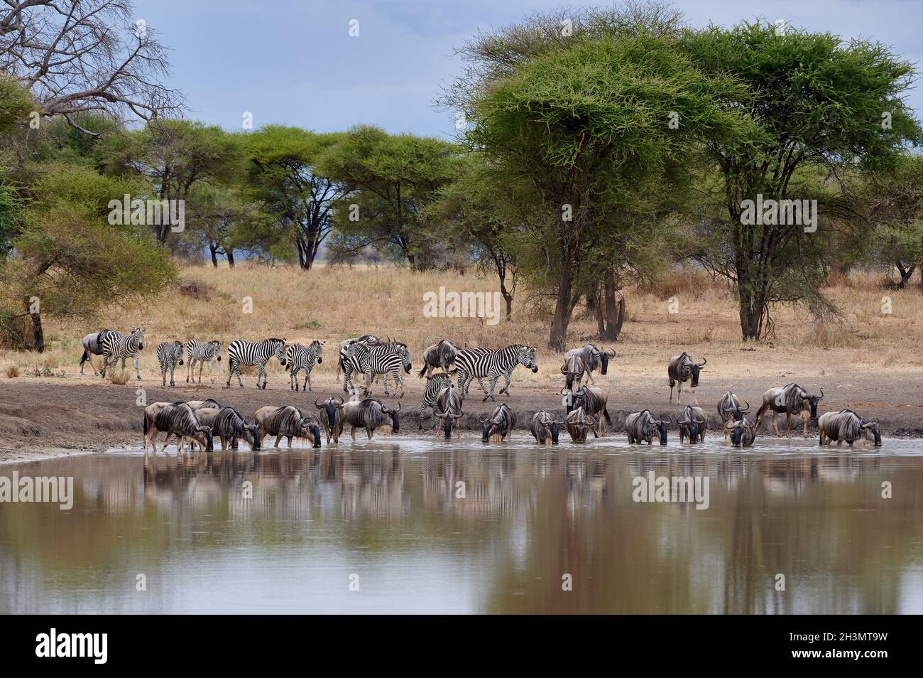 Troupeau de zébrures et de plaines les plus sauvages (Equus quagga) au trou d'eau, Parc national de Tarangire, Tanzanie, Afrique Banque D'Images