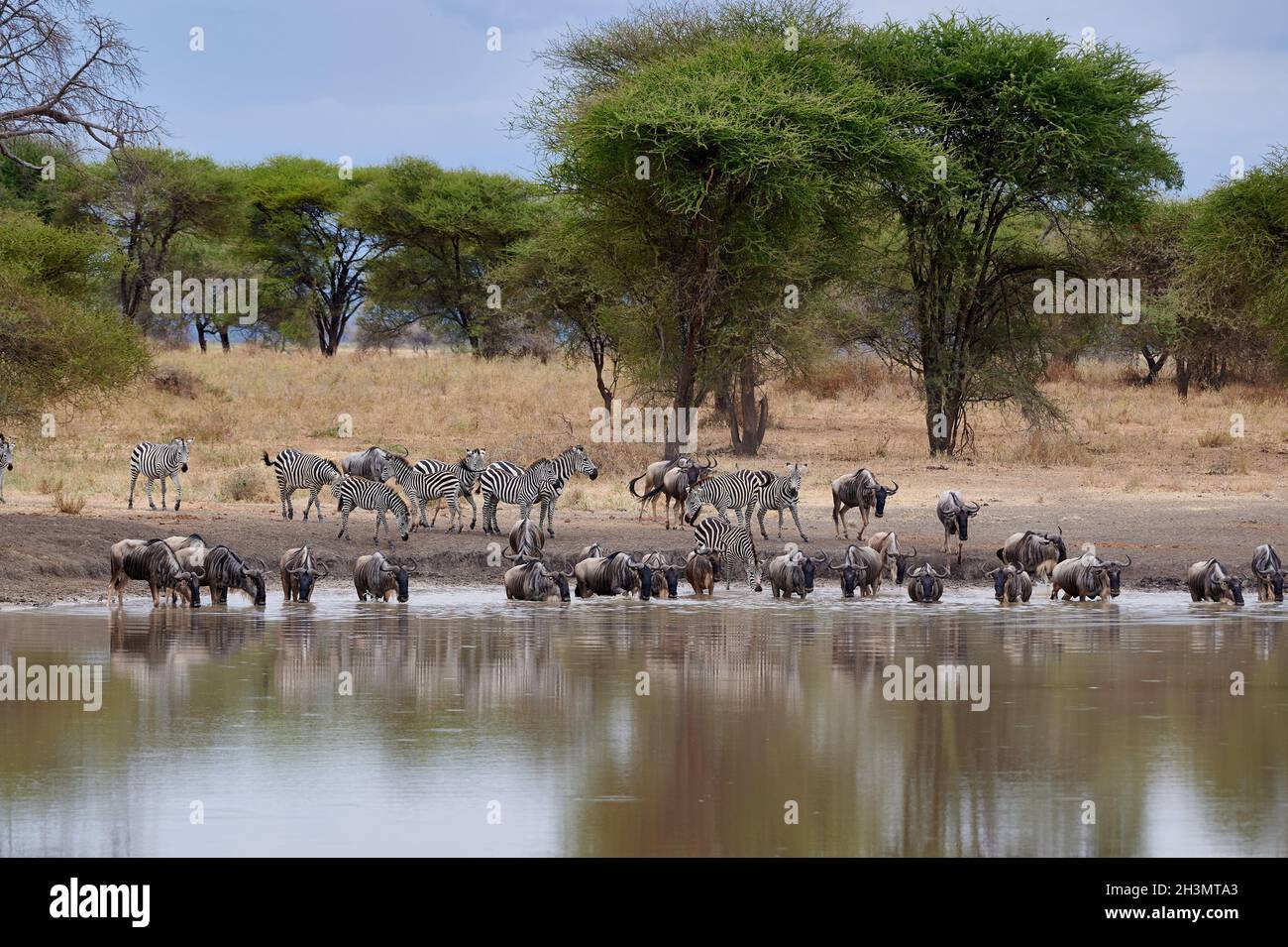 Troupeau de zébrures et de plaines les plus sauvages (Equus quagga) au trou d'eau, Parc national de Tarangire, Tanzanie, Afrique Banque D'Images