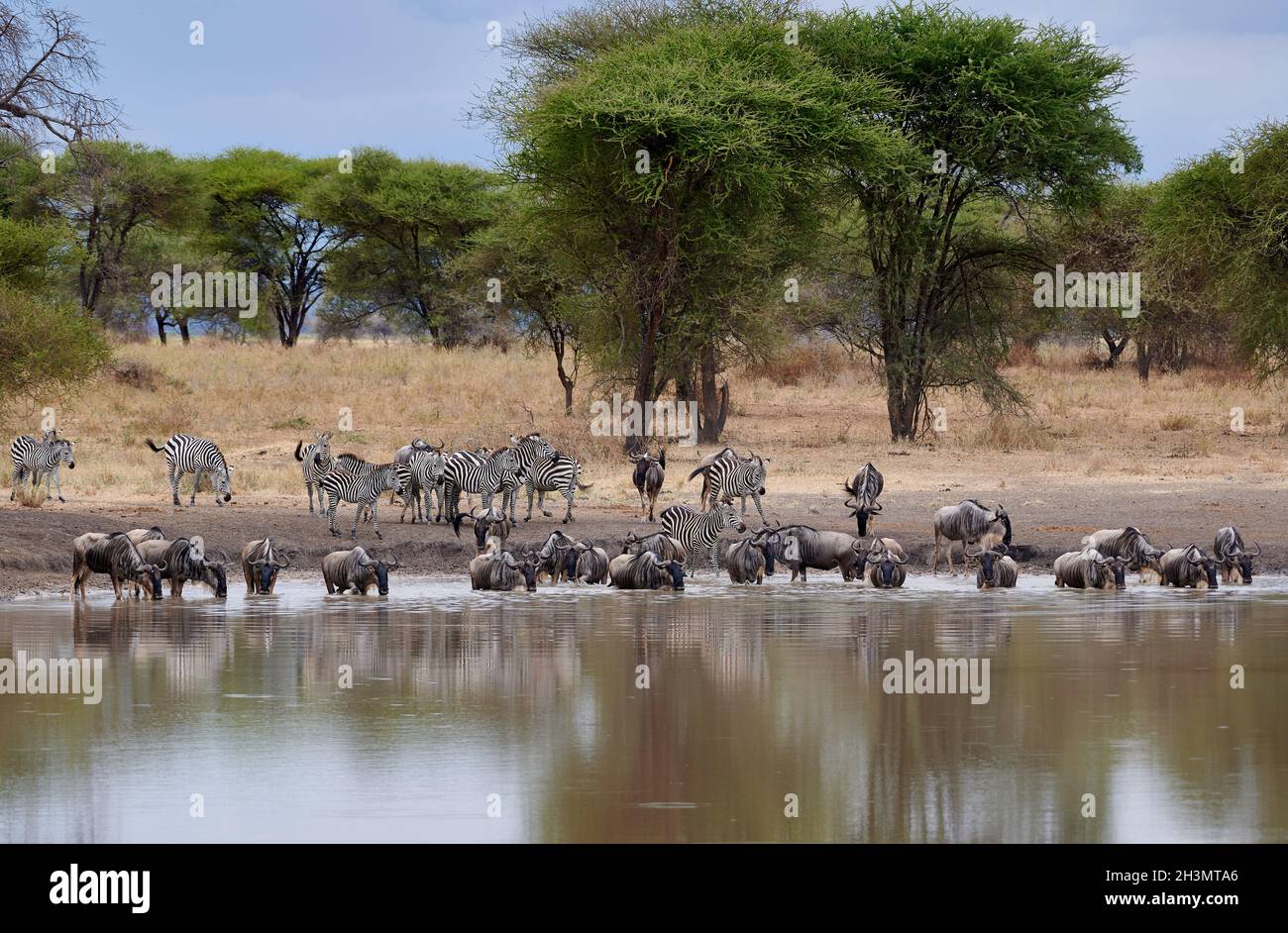 Troupeau de zébrures et de plaines les plus sauvages (Equus quagga) au trou d'eau, Parc national de Tarangire, Tanzanie, Afrique Banque D'Images