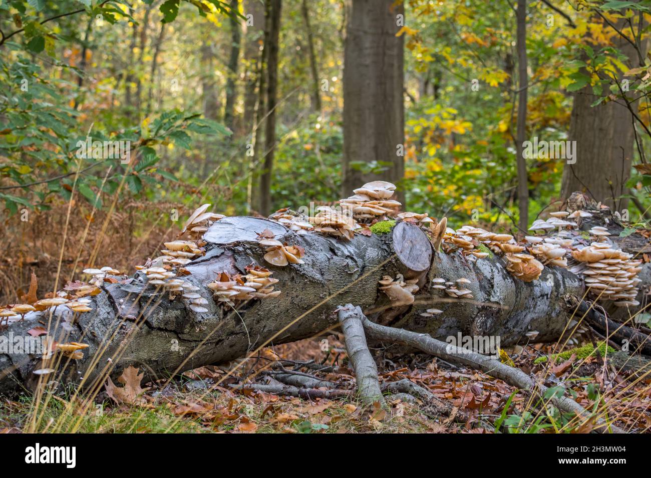 Champignons de porcelaine (Oudemansiella mucida) amas de champignons / champignons poussant sur le tronc de hêtre déchu et pourri en forêt en automne Banque D'Images