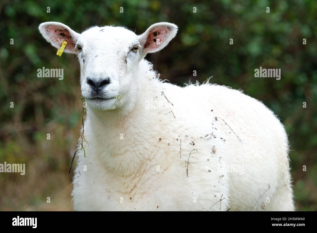 Mouton Portrait d'un mouton en octobre 2021 Royaume-Uni Banque D'Images
