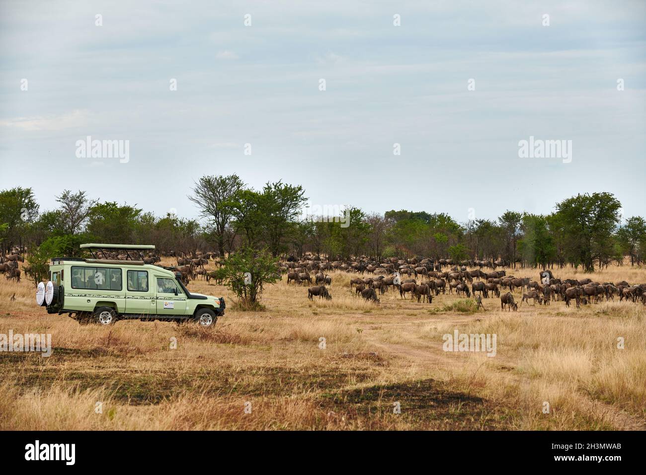 safari en véhicule regardant le bleu sauvage (Connochaetes mearnsi) sur la grande migration à travers le parc national de Serengeti, Tanzanie, Afrique Banque D'Images