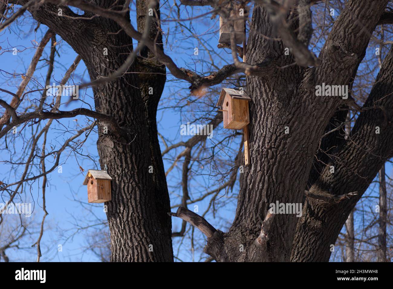 Maisons d'oiseaux contre ciel bleu sans nuages.En hiver, de petites maisons en bois pour oiseaux pendent sur des arbres dans une forêt enneigée Banque D'Images