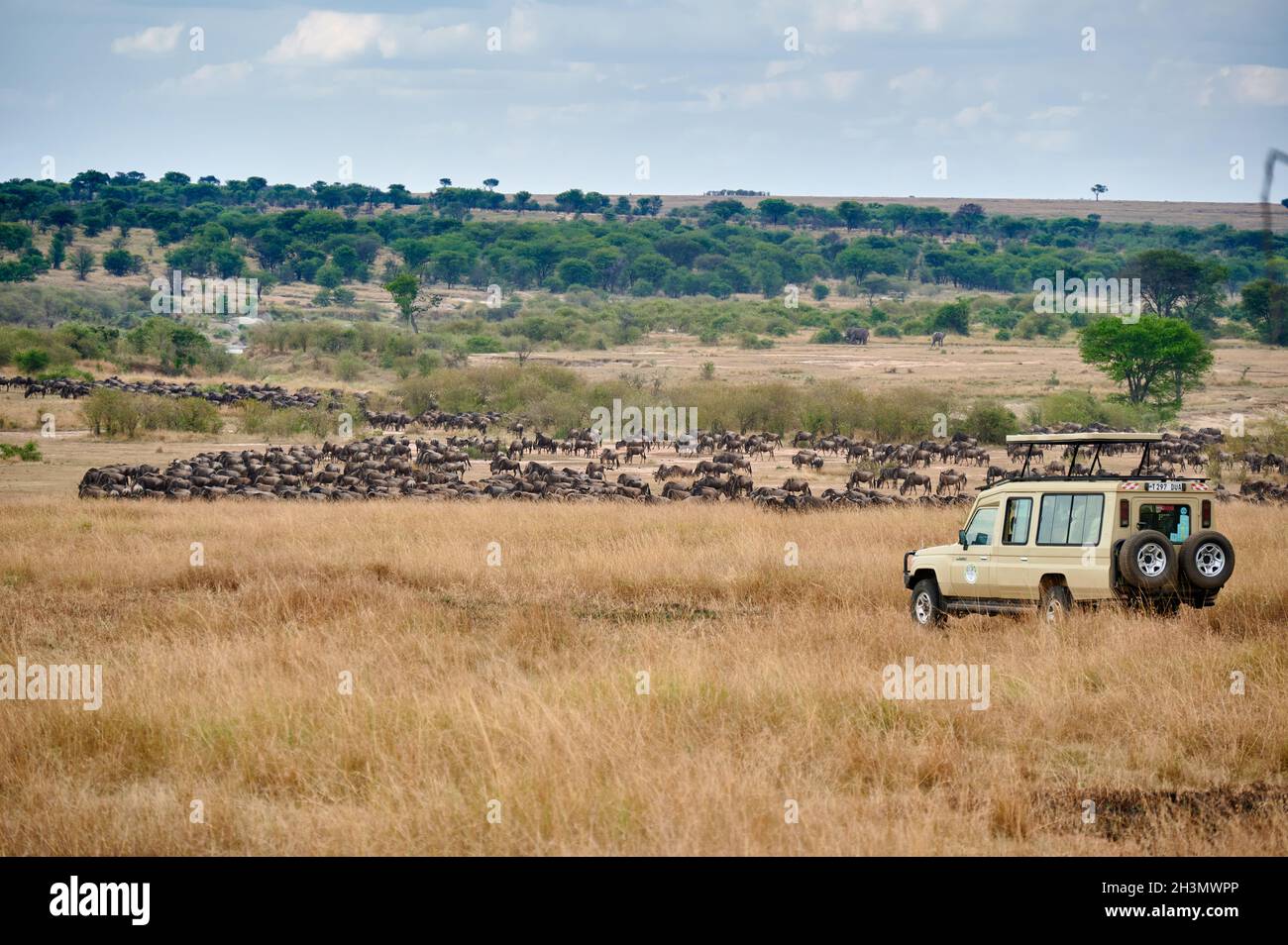safari en véhicule regardant le bleu sauvage (Connochaetes mearnsi) sur la grande migration à travers le parc national de Serengeti, Tanzanie, Afrique Banque D'Images