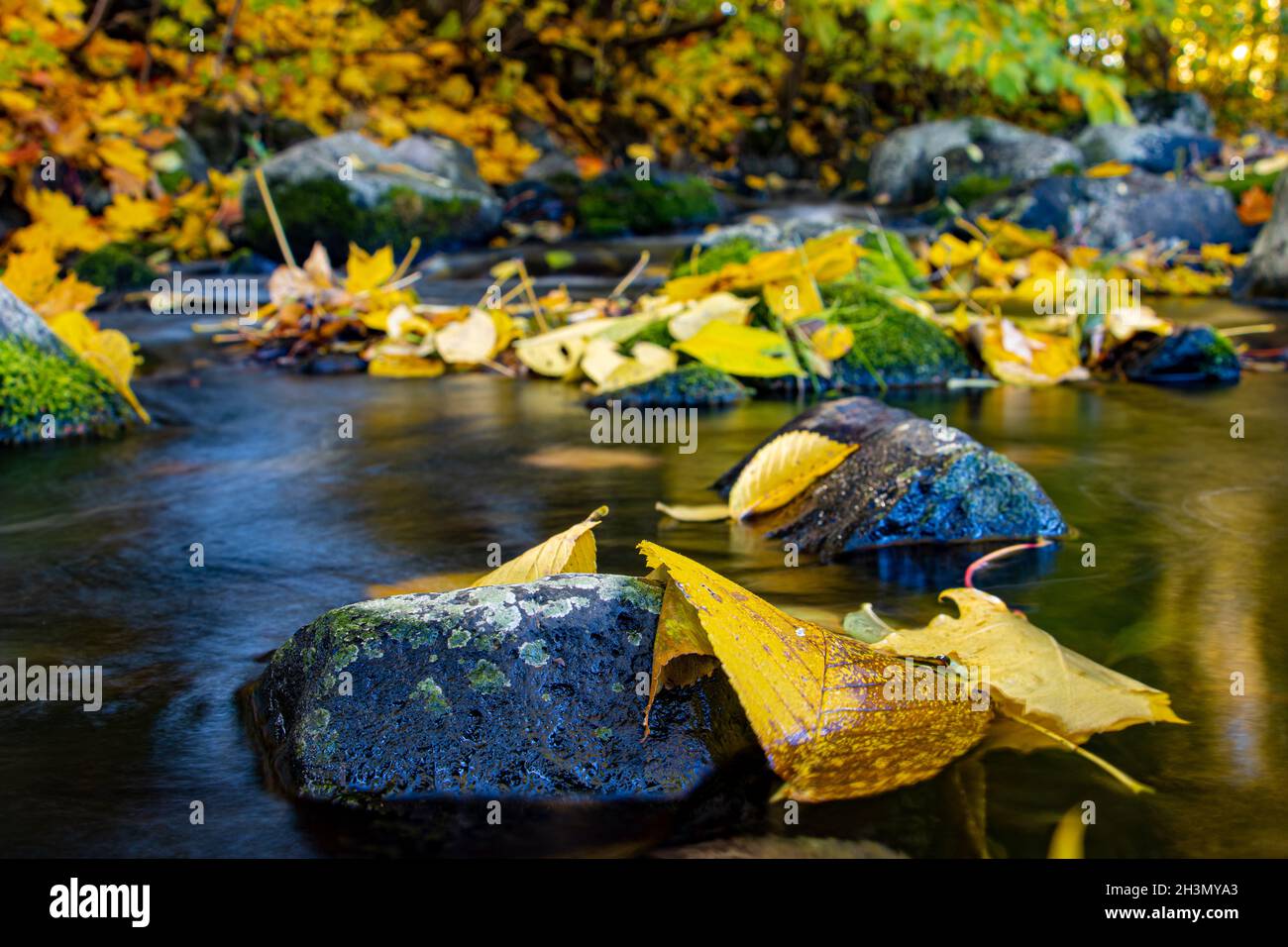 Une cascade d'eau dans le ruisseau d'automne avec des feuilles mortes. Banque D'Images
