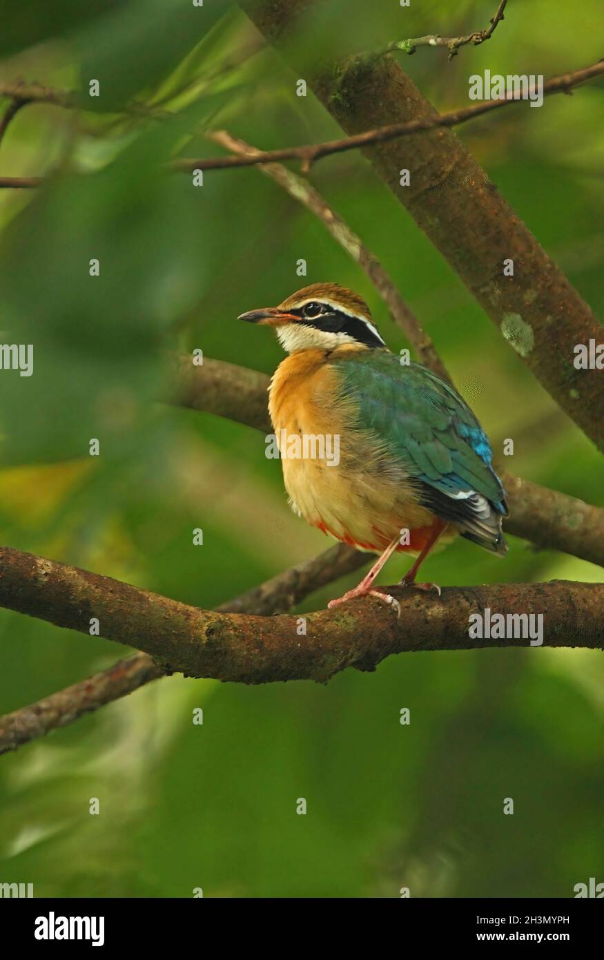 Indian Pitta (Pitta brachyura) adulte perché sur la branche Sri LankaDécembre Banque D'Images