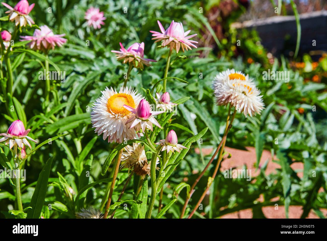 Gros plan de fleurs blanches et roses avec des feuilles vertes Banque D'Images