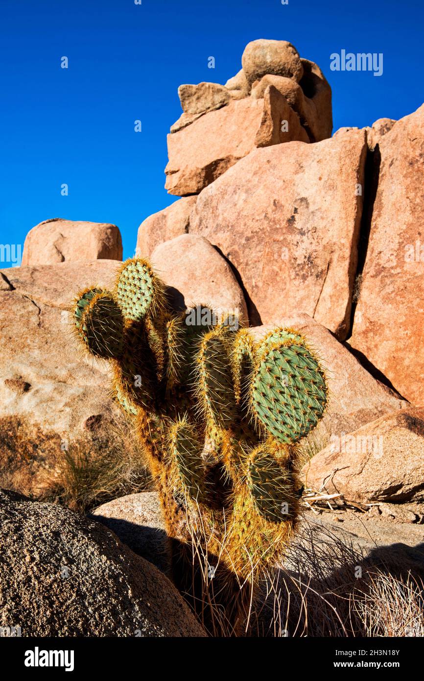 Cactus dans Hidden Valley, le parc national Joshua Tree, Californie Banque D'Images