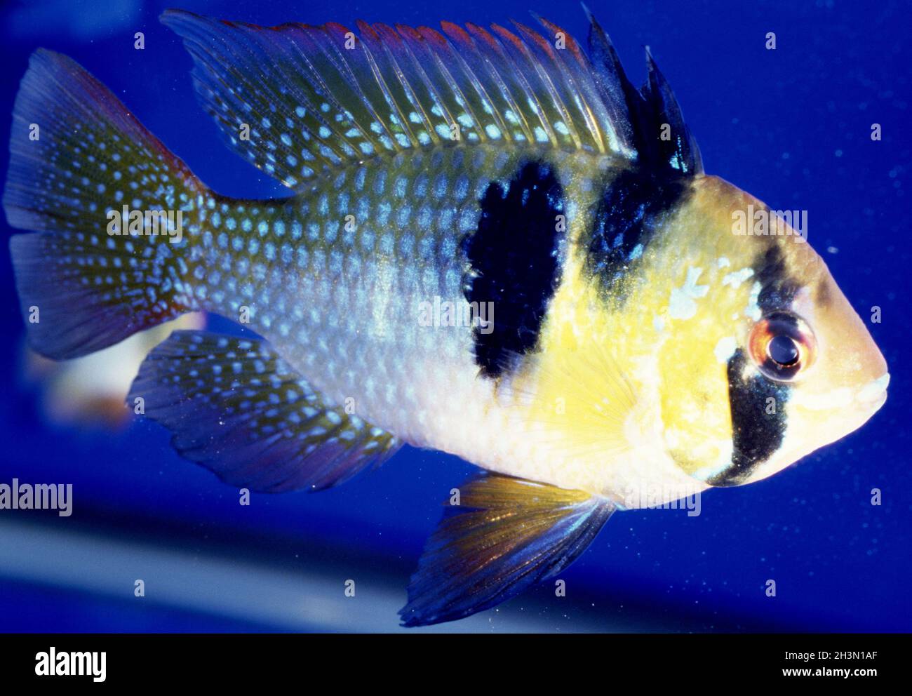 RAM ou papillon cichlid, Microgeophagus ramirezi Banque D'Images