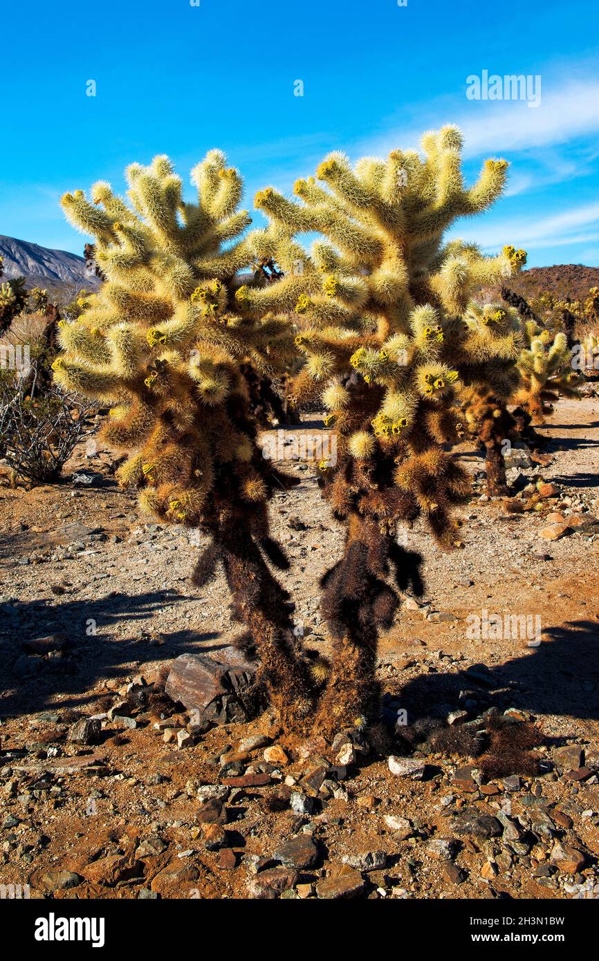 Silver Cholla (Cactaceae) Cactus dans le parc national de Joshua Tree, Californie Banque D'Images