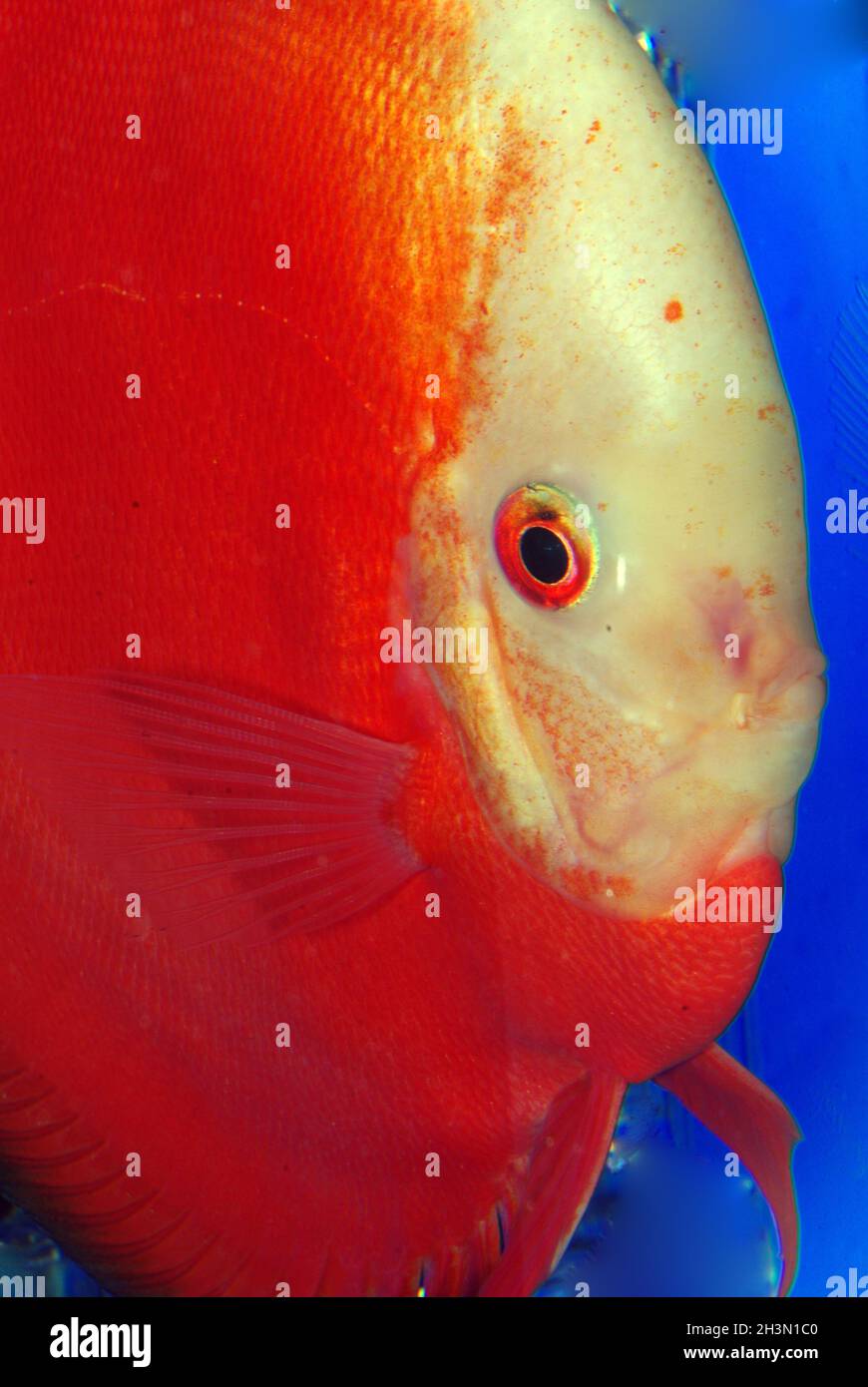 Discus rouge de Marlboro, Symphysodon aequifasciatus Banque D'Images