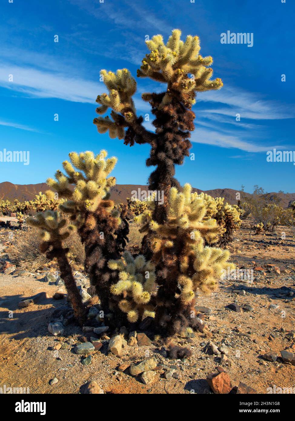 Silver Cholla (Cactaceae) Cactus dans le parc national de Joshua Tree, Californie Banque D'Images