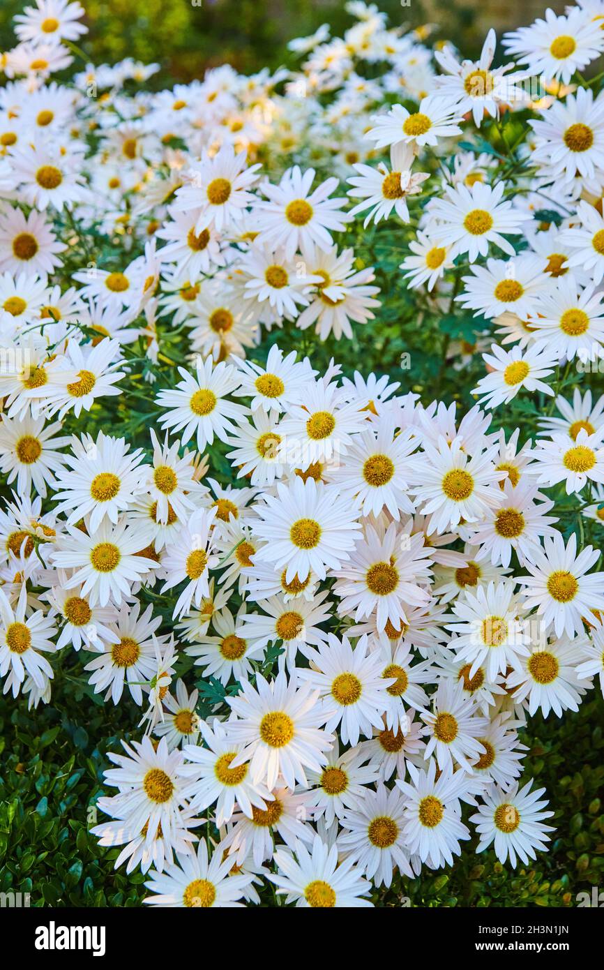 Grand regroupement de fleurs blanches et jaunes du même type Banque D'Images