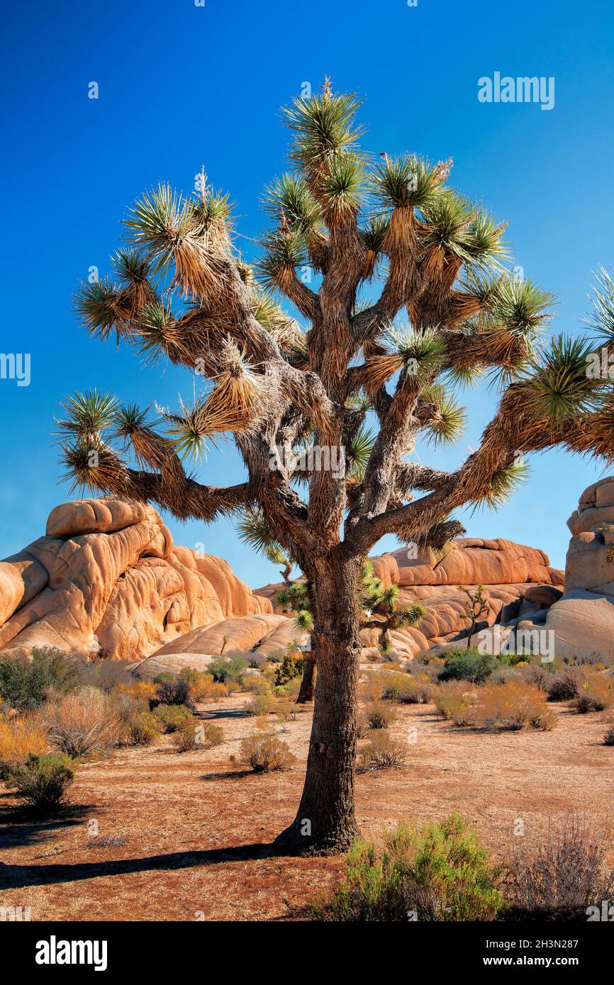 Paysage du désert avec Joshua Trees, parc national de Joshua Tree, Californie Banque D'Images