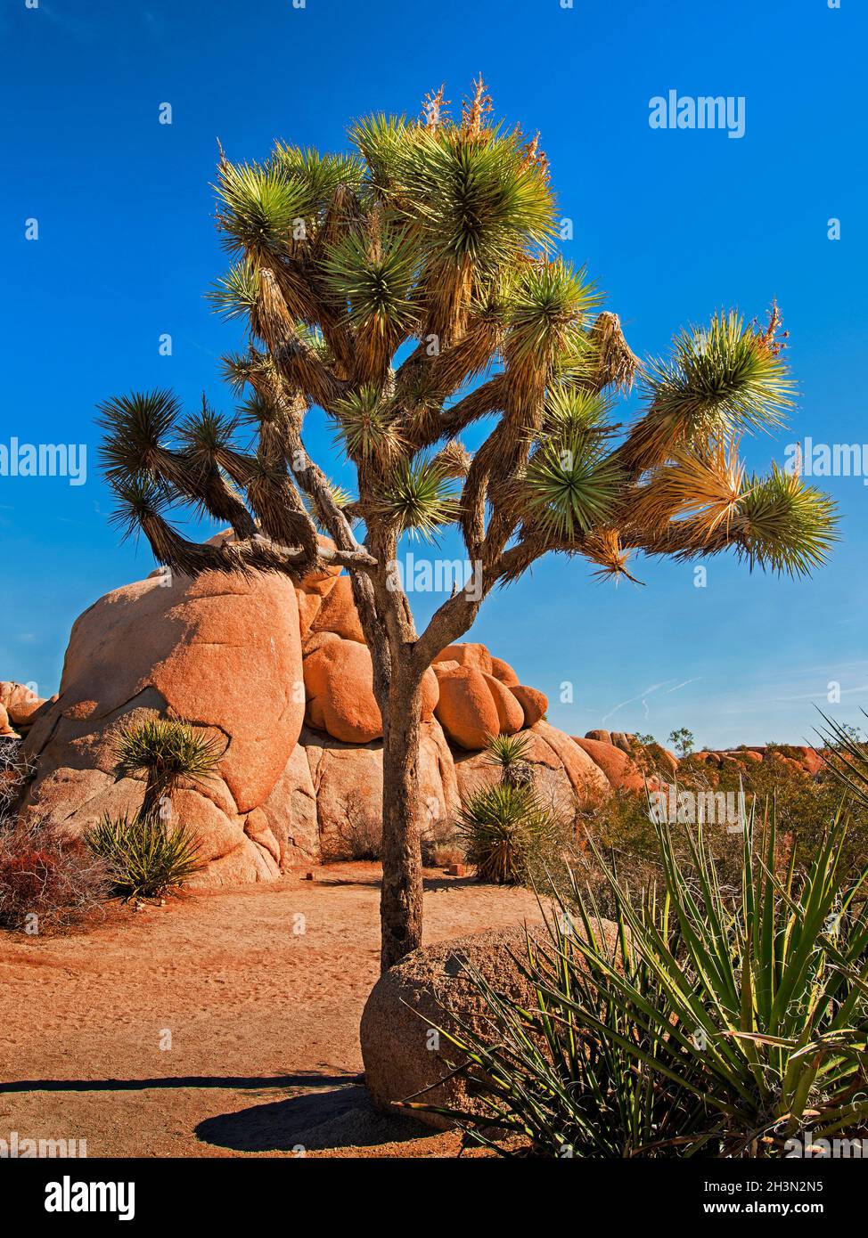 Paysage du désert avec Joshua Trees, parc national de Joshua Tree, Californie Banque D'Images