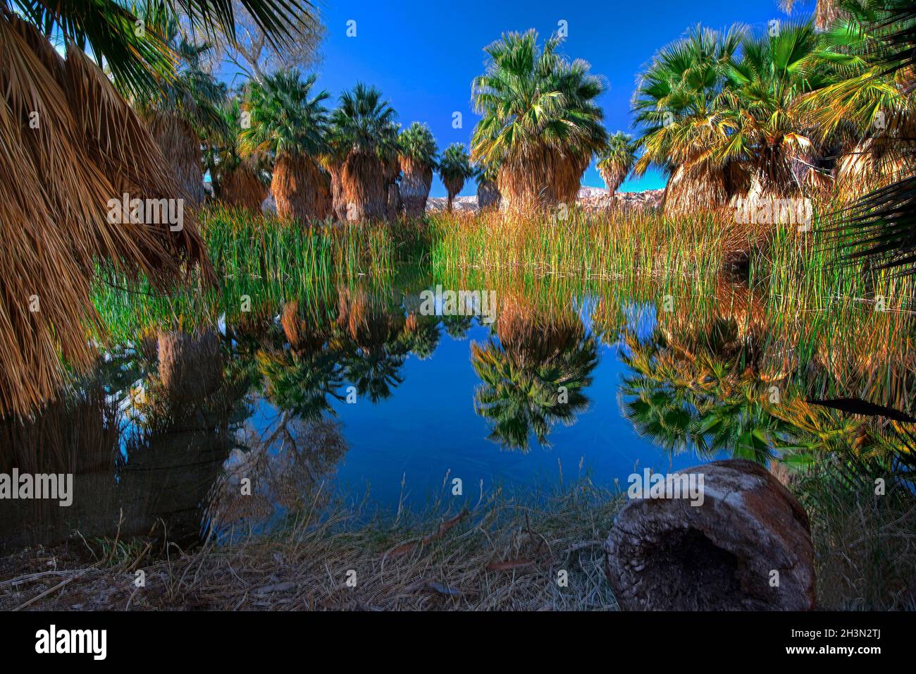 Simone Pond, McCallum Pond, Thousand Palms Oasis, Coachella Valley Preserve, Californie Banque D'Images