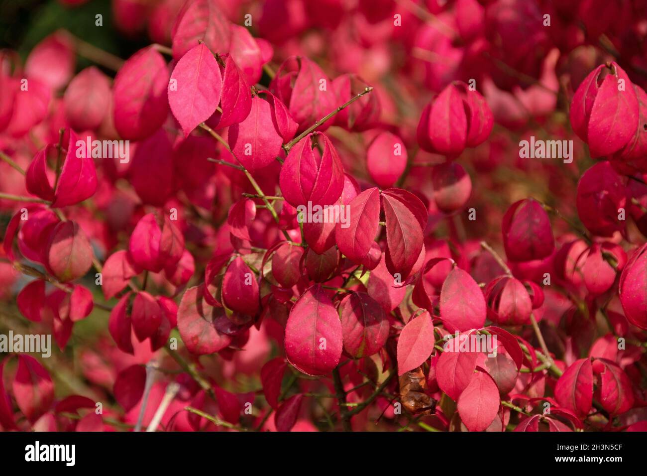 Le Fiery couleurs d'automne de l'arbre de fusée, Euonymus alatus Banque D'Images