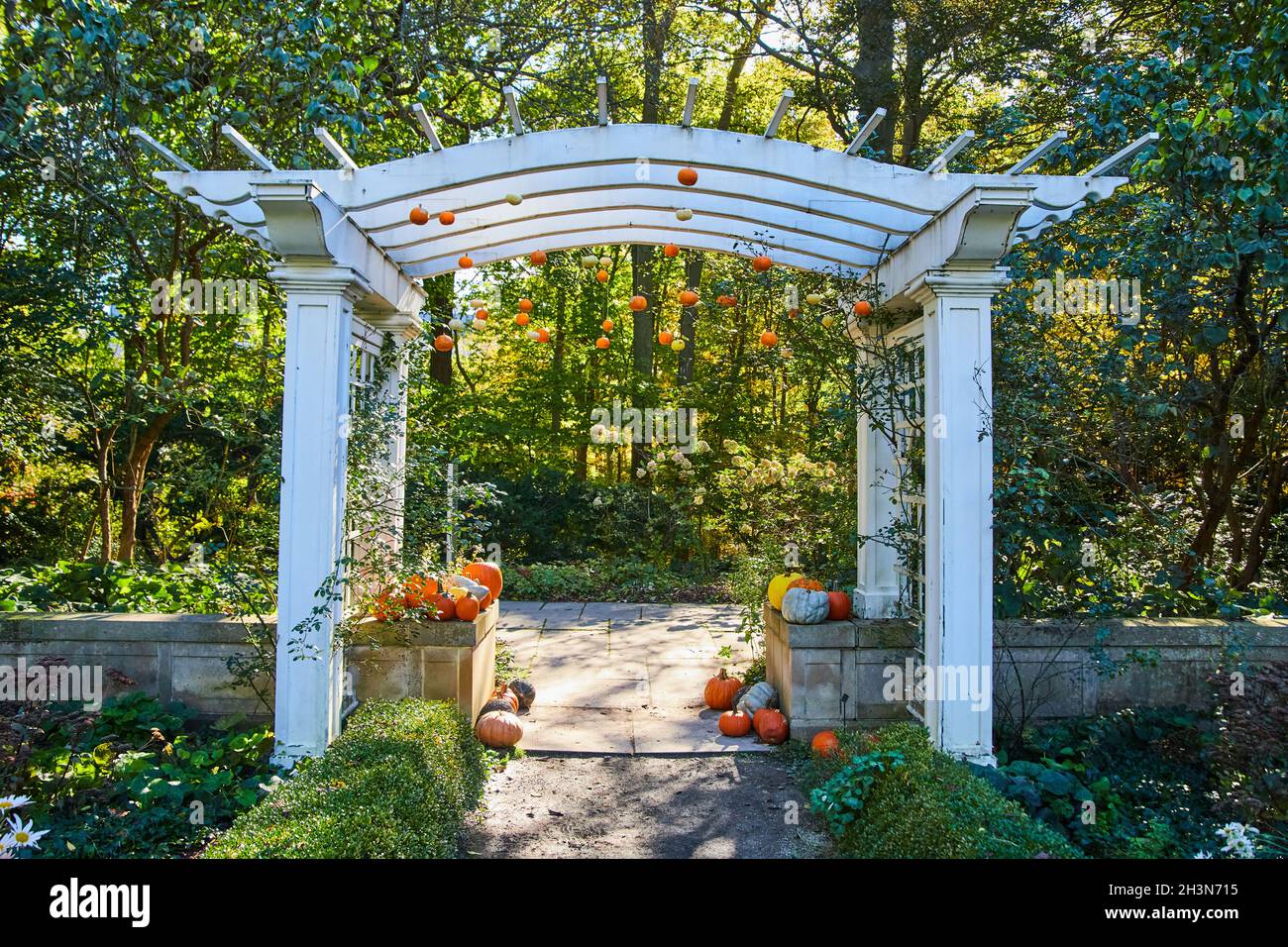 Arbre blanc dans les jardins avec des citrouilles d'automne autour et suspendu Banque D'Images