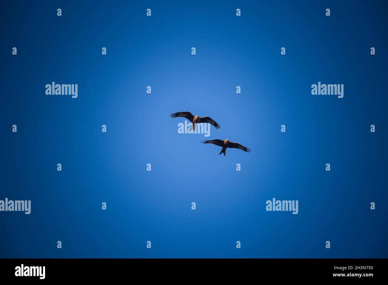 Cerf-volant rouge dans un ciel bleu Banque D'Images