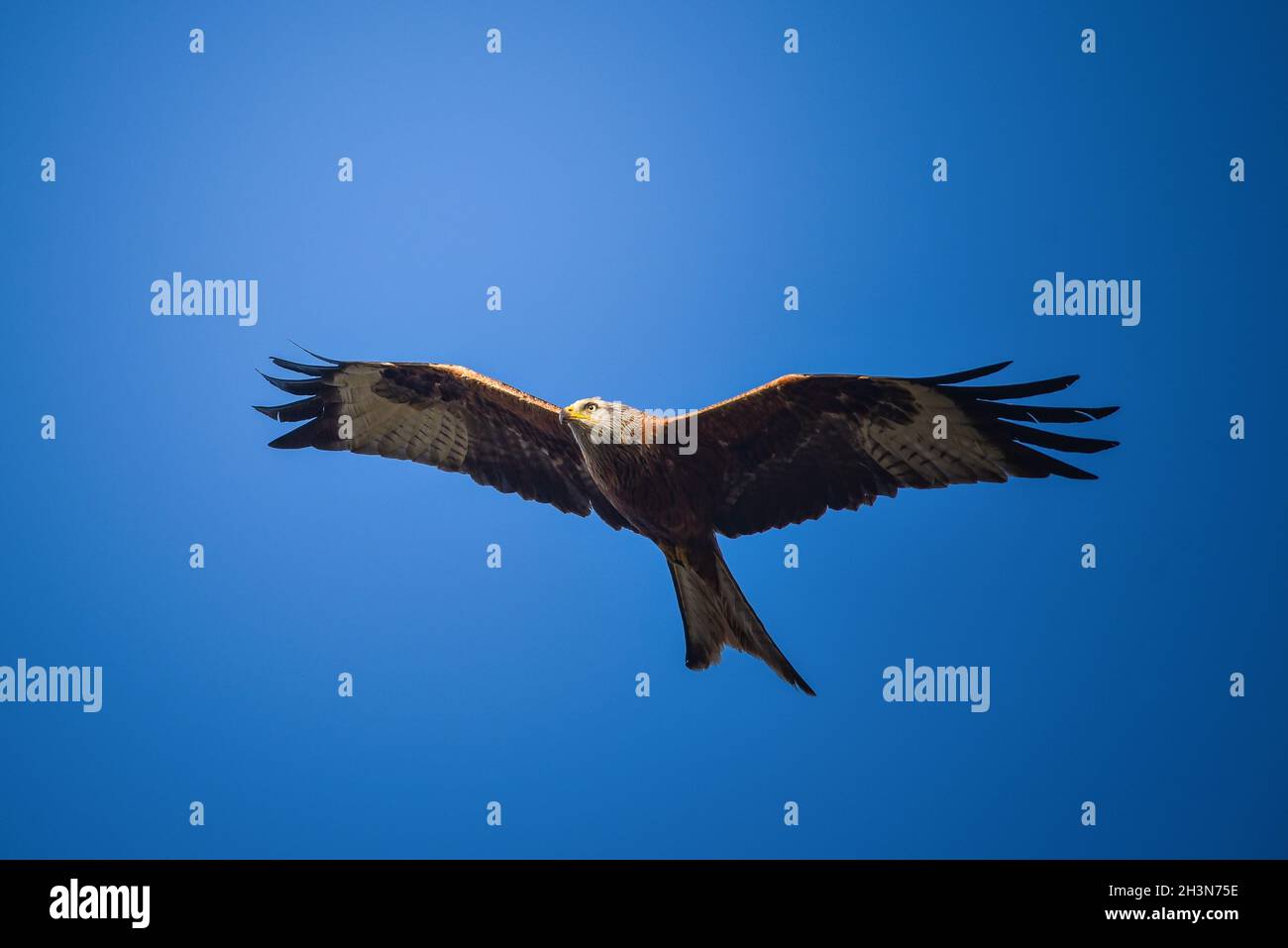 Cerf-volant rouge dans un ciel bleu Banque D'Images