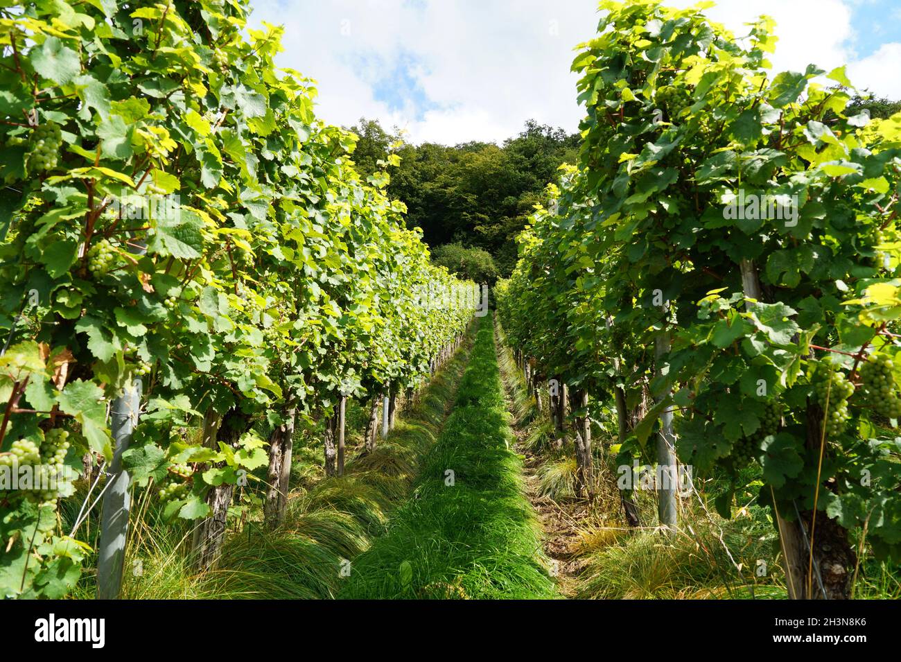 Beau soleil mûr embrassé des vignes vertes d'un vignoble sur les rives de la Moselle Banque D'Images