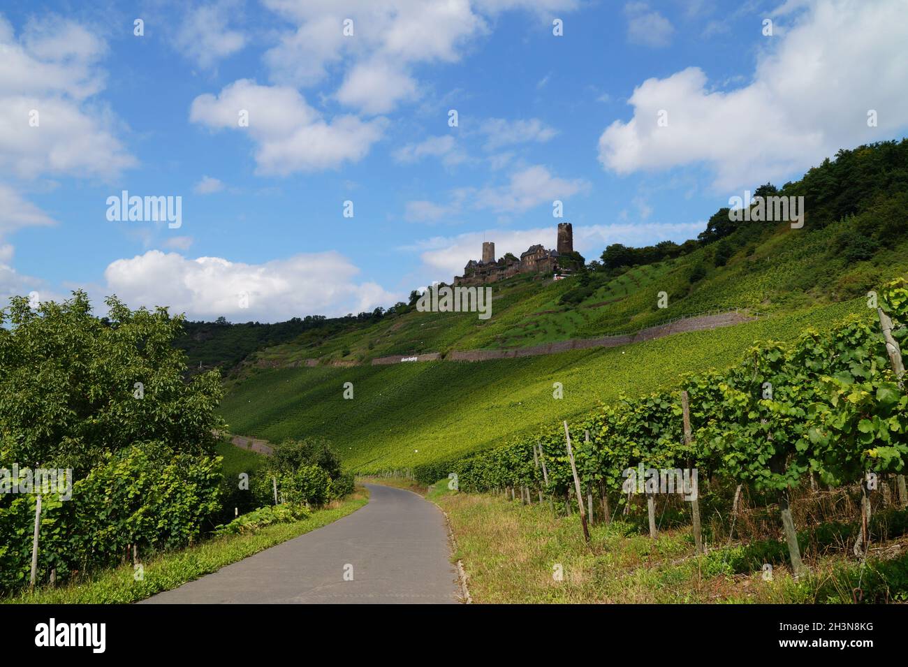 Un beau vignoble avec le château de Thurant en arrière-plan (Alken sur la Moselle, Allemagne) Banque D'Images