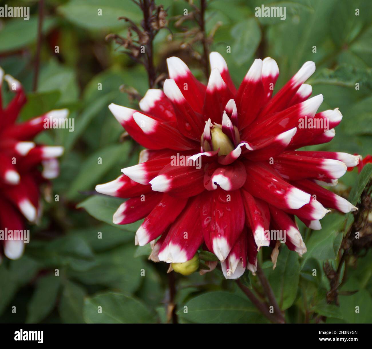 une magnifique dahlia rouge foncé avec une frange blanche Banque D'Images