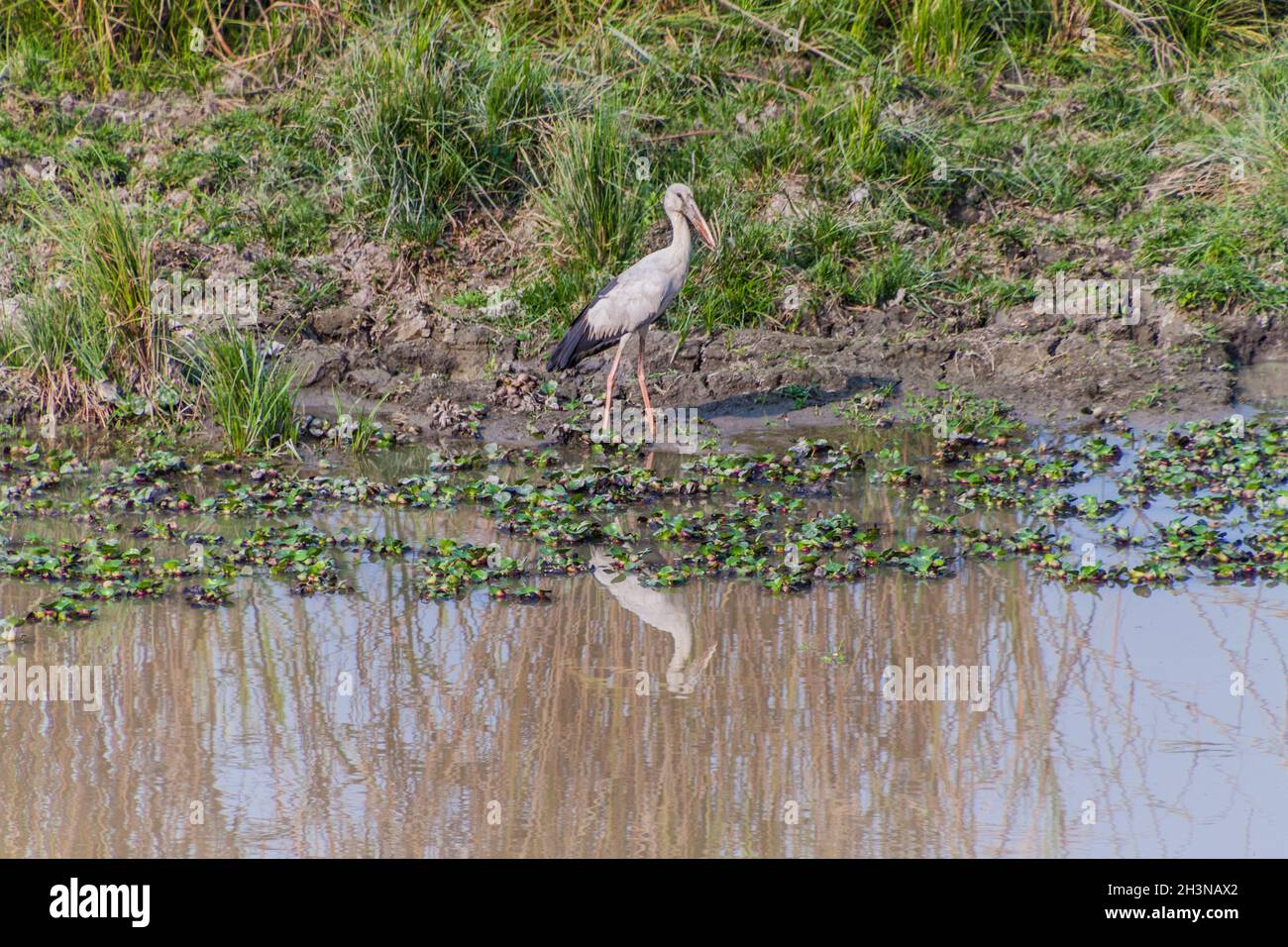 Cigogne asiatique à bec ouvert Anastomus oscitans dans le parc national de Kaziranga, État d'Assam, Inde. Banque D'Images
