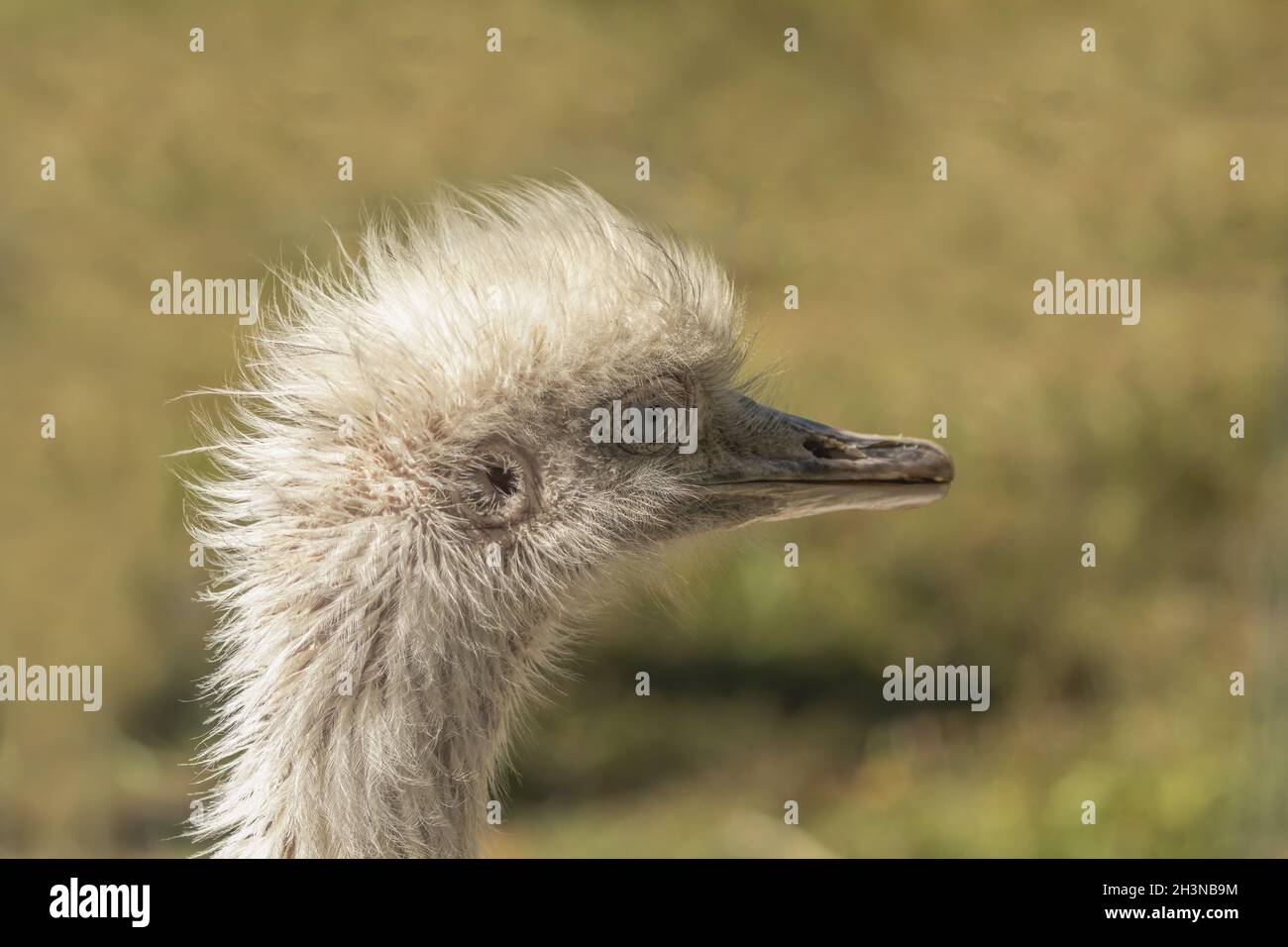 Le nandou, oiseau originaire de l'Amérique du Sud. Banque D'Images