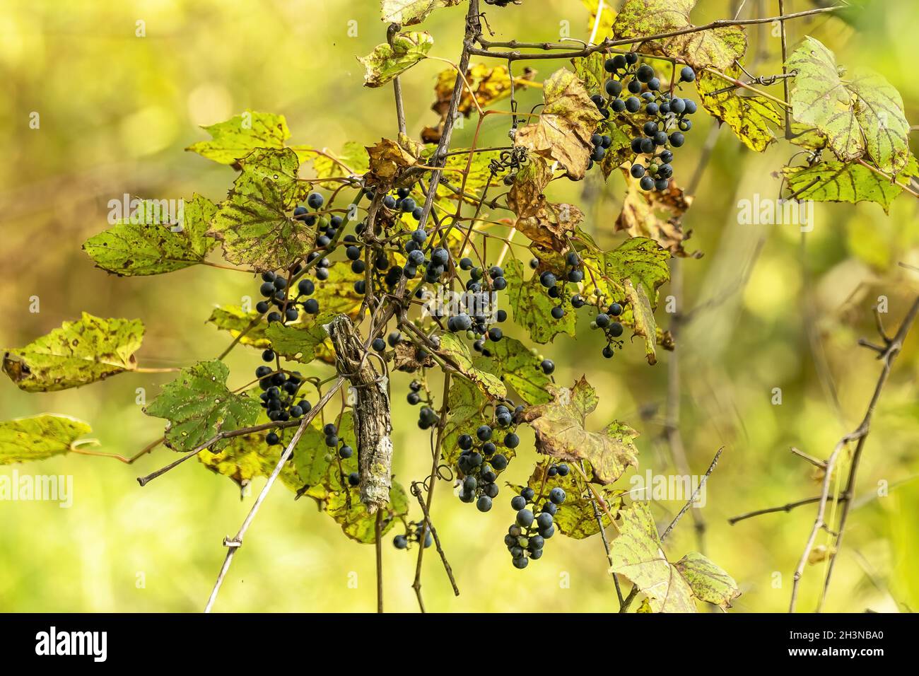 La vigne sauvage avec des raisins dans le parc de l'État Banque D'Images