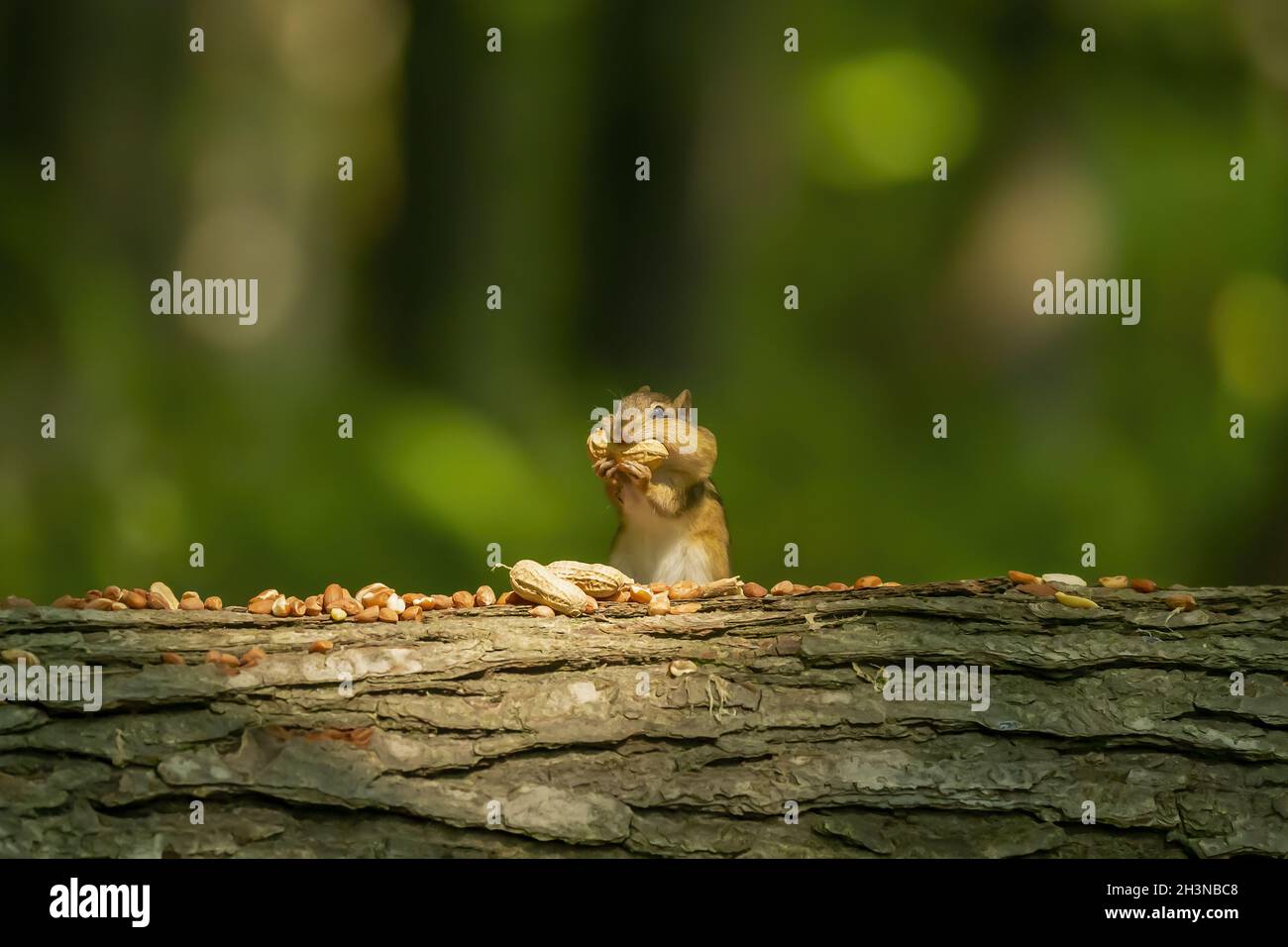 Le Chipmunk de l'est mange des noix dans le parc Banque D'Images