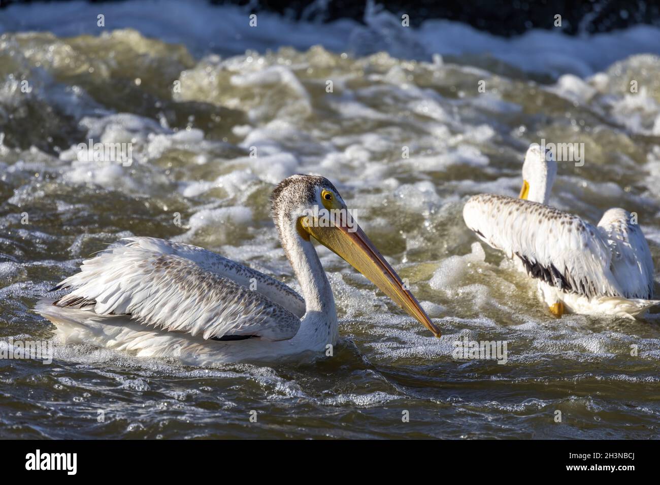 Pélicans blancs américains à la chasse. Banque D'Images