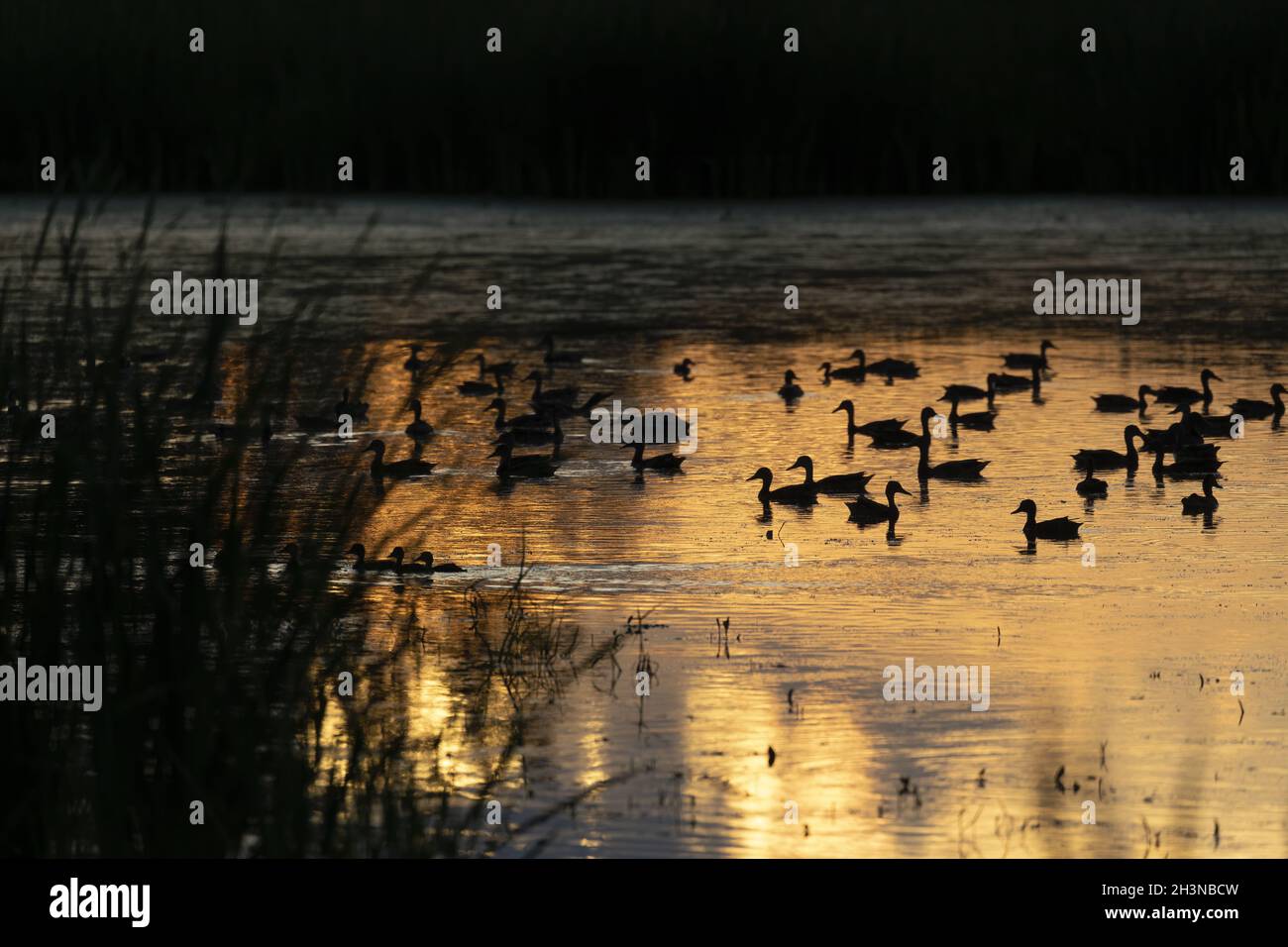 Troupeau de canards sur le lac au coucher du soleil Banque D'Images