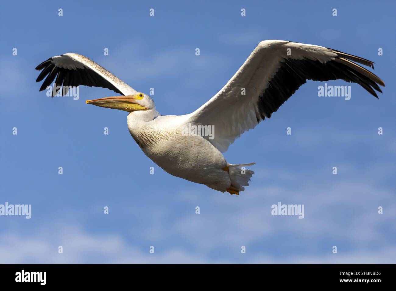 Le pélican américain blanc en vol Banque D'Images