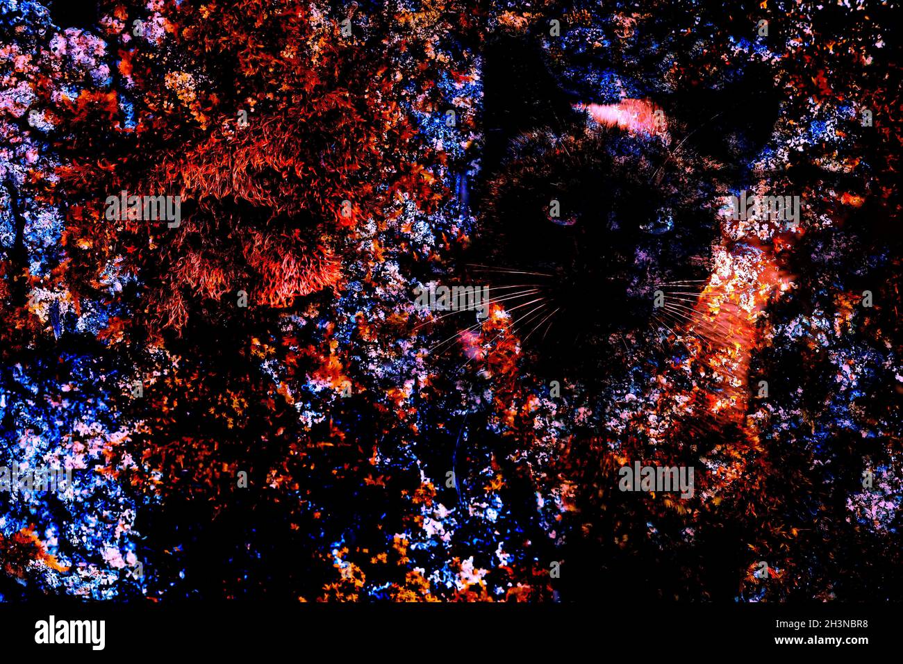Un arrière-plan abstrait sombre avec la figure d'un chat Banque D'Images