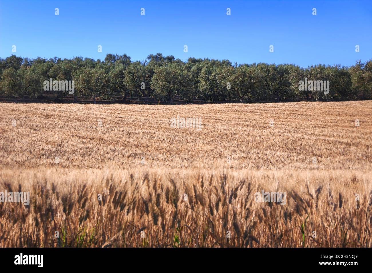 Campagne vallonnée avec champ de maïs et oliveraie à Apulia, Italie. Banque D'Images