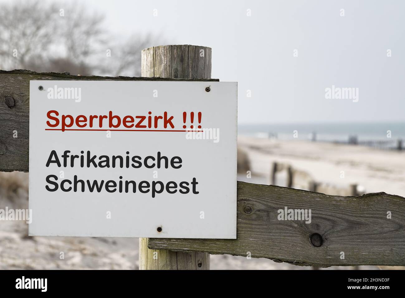Signe avec l'inscription zone restreinte de la peste porcine africaine en Allemagne Banque D'Images