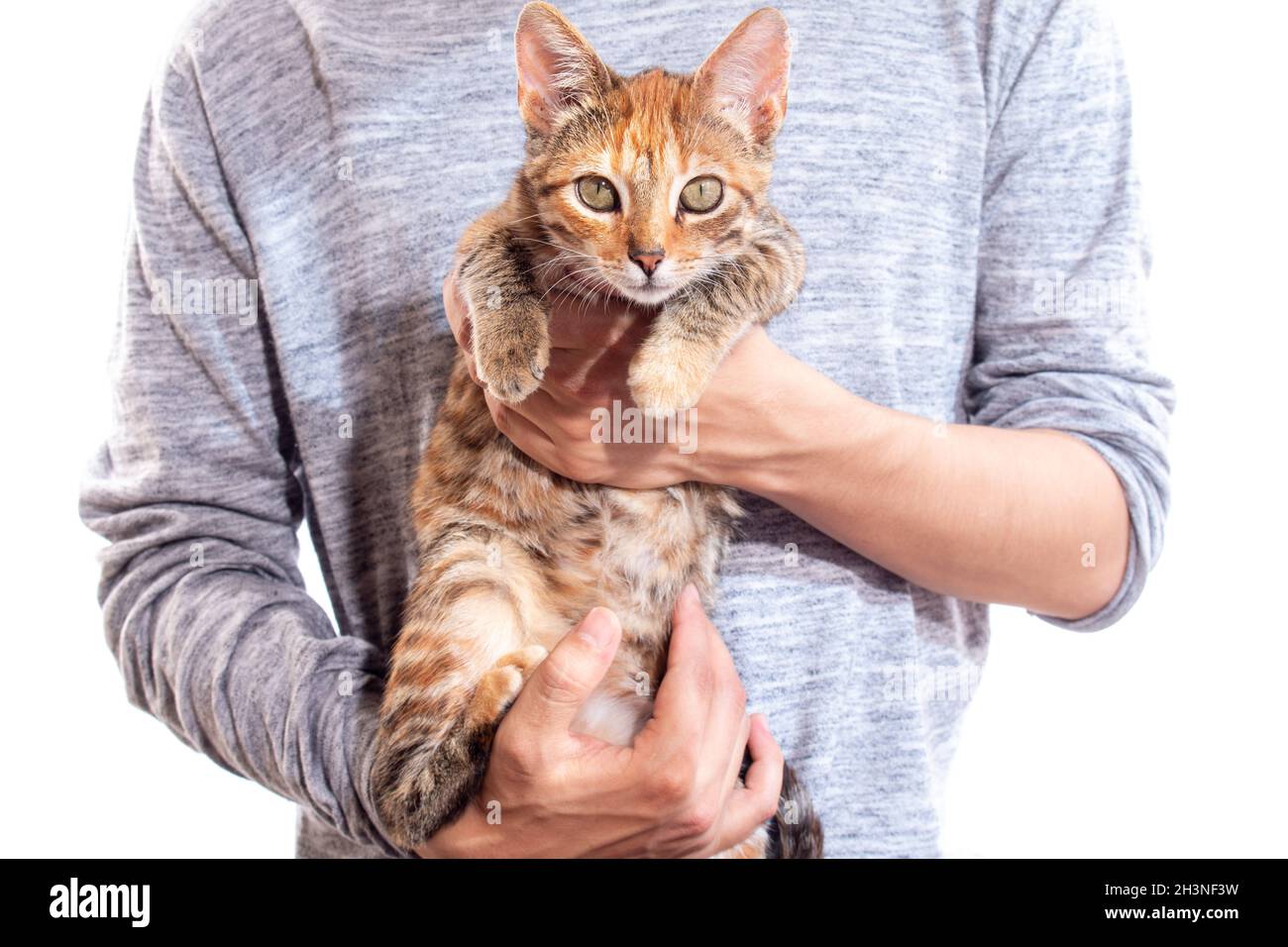 Chat dans les bras d'un homme, isolé sur fond blanc.Tabby Cat de couleur  orange.Magnifique chat à fourrure en avant Photo Stock - Alamy