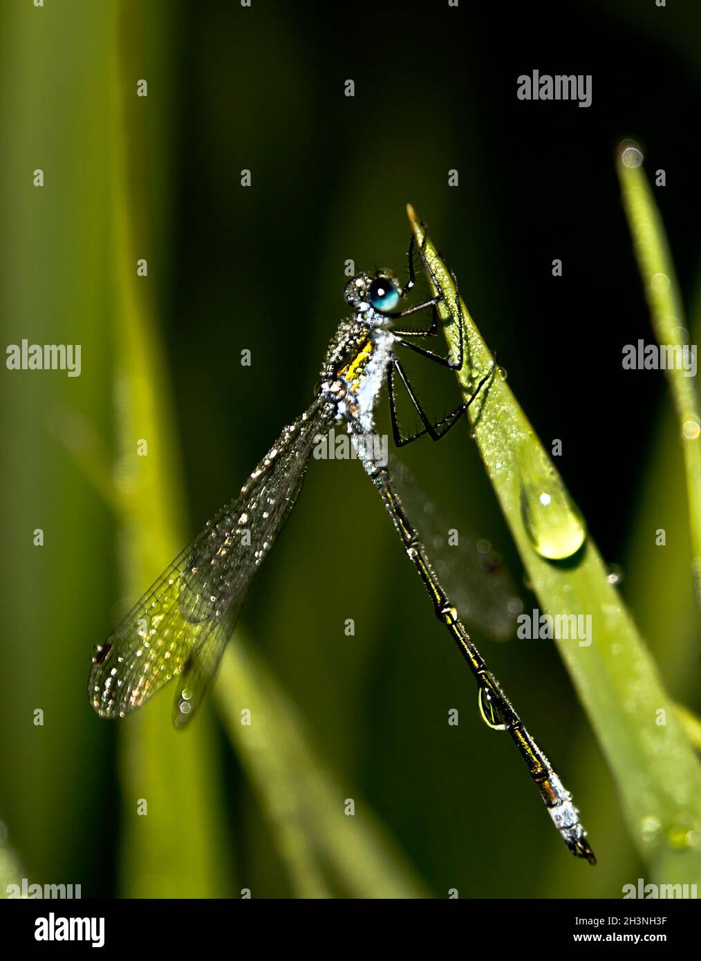 Gouttes d'eau sur les feuilles d'herbe. Rosée sur l'herbe verte. Banque D'Images