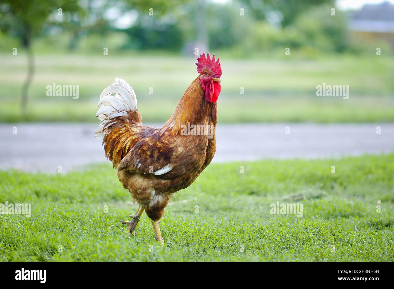 Un poulet debout sur un terrain recouvert d'herbe Banque D'Images