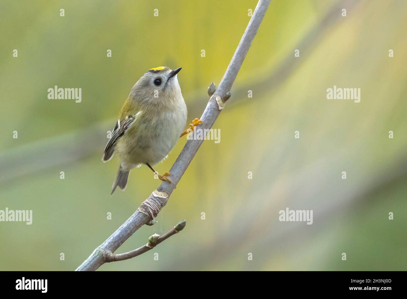 Gros plan d'un oiseau de Goldcrest, Regulus regulus, qui fourrasse à travers des branches d'arbres et de brousse Banque D'Images